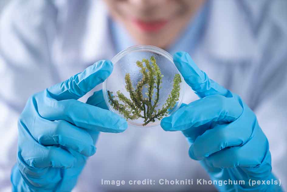 Doctor Testing Plant in Lab