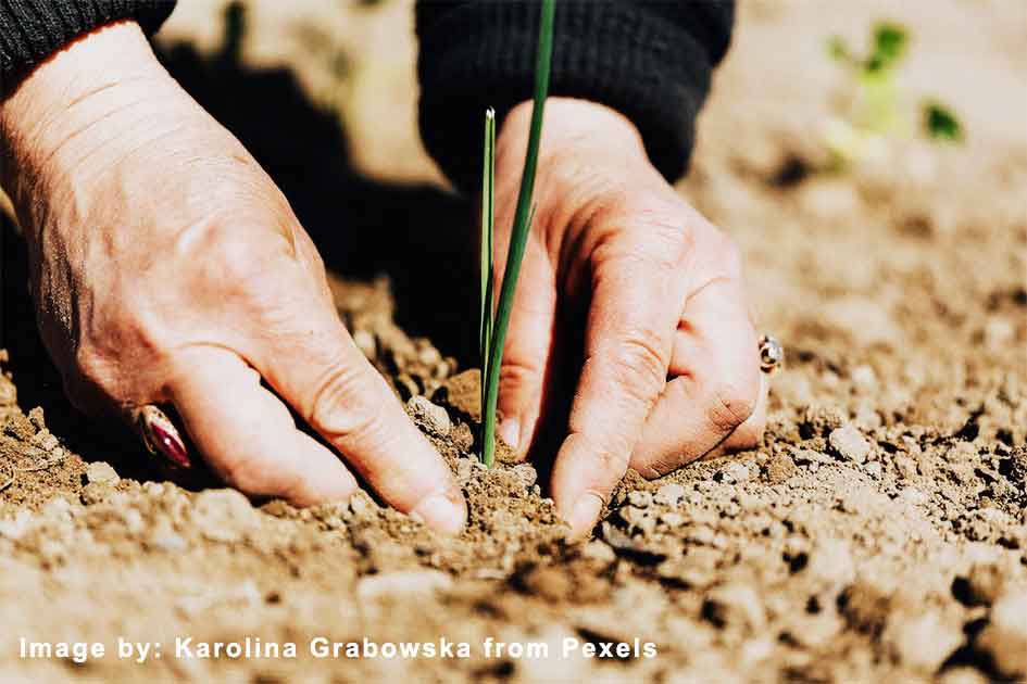 Closeup of working in field growing a plant