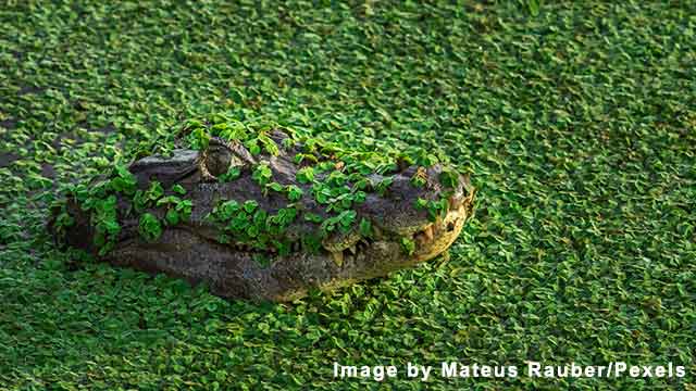 Alligator Head Peeking From Water Surface Covered in Weed