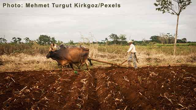 Organic Farming with livestock