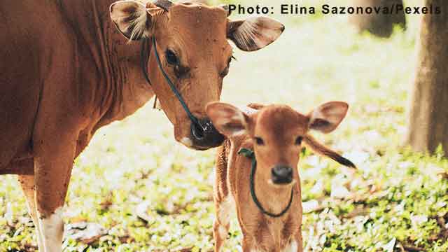 Organic livestock